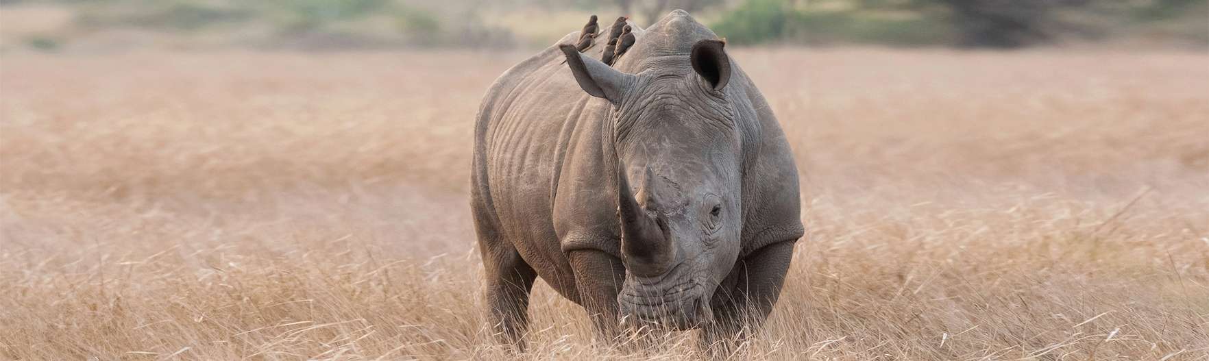 Rhino Linings of Winnipeg